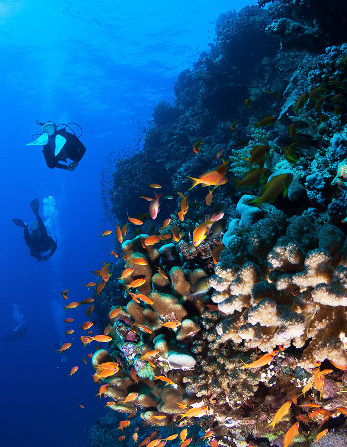 Plongée à La Réunion avec Bleu Marine
