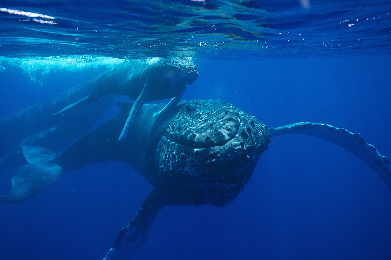 Baleine à bosse et son baleineau au large de La Réunion