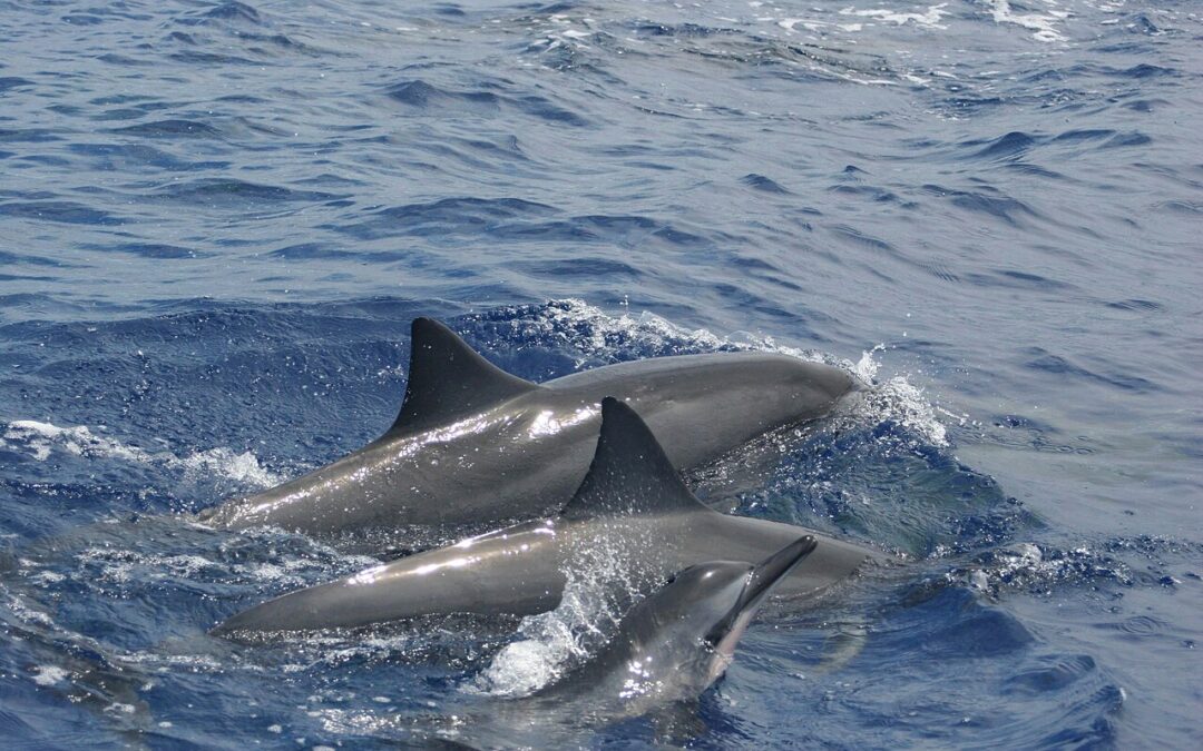 Mise à l&rsquo;eau avec les cétacés à La Réunion : dauphins et baleines
