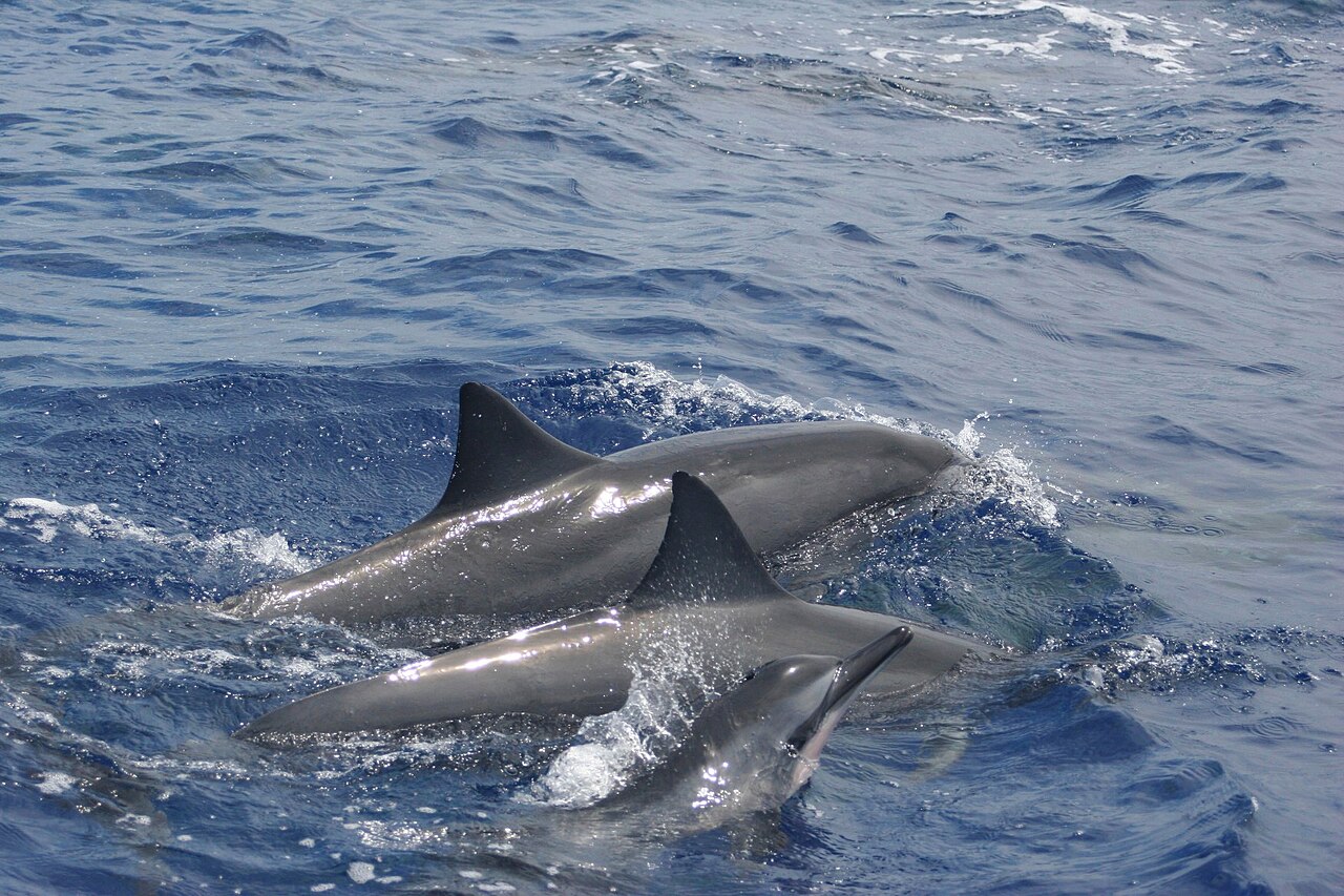 Mise à l'eau avec les cétacés à La Réunion : dauphins long-bec en surface