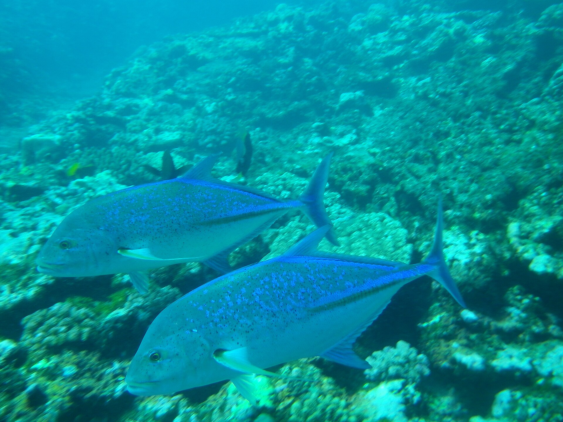 Carangues nageant au-dessus d'un recif a Saint-Gilles, La Reunion