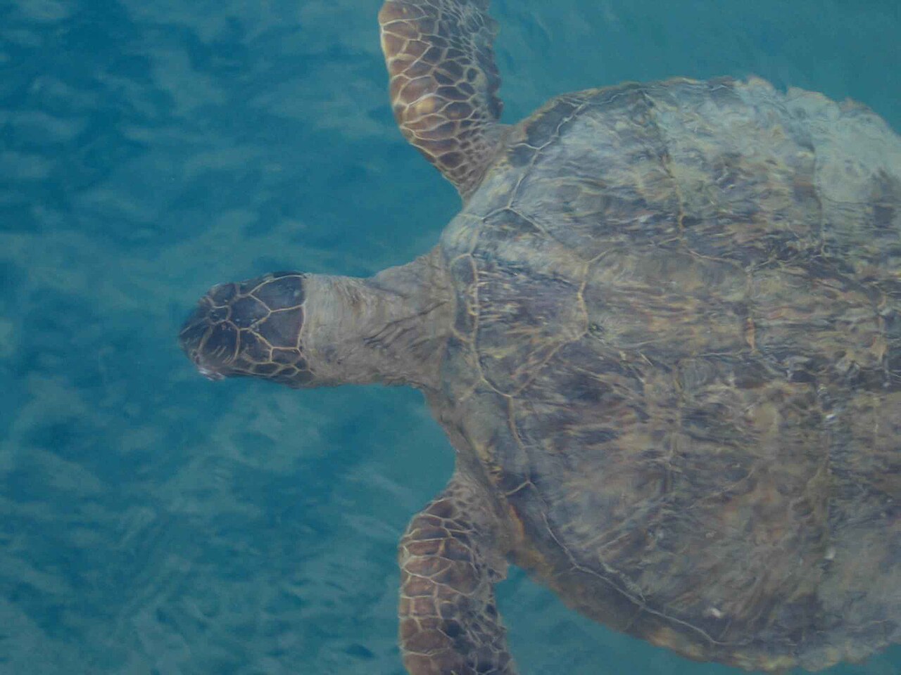 Tortue marine observee en plongee toute l'annee a La Reunion