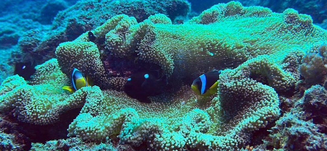 La faune sous-marine de La Réunion : que voir en plongée ?