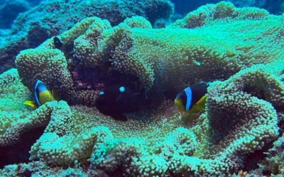 La faune sous-marine de La Réunion : que voir en plongée ?