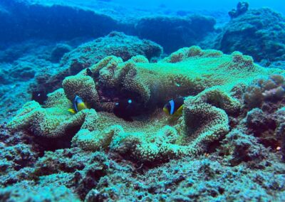 Plongée sous-marine à La Réunion avec Bleu Marine