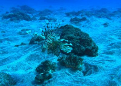 Plongée sous-marine à La Réunion avec Bleu Marine
