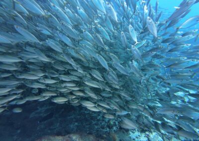 Plongée sous-marine à La Réunion avec Bleu Marine
