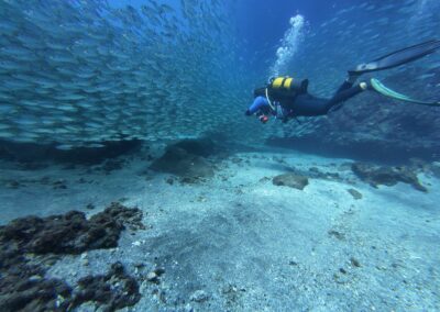 Plongée sous-marine à La Réunion avec Bleu Marine