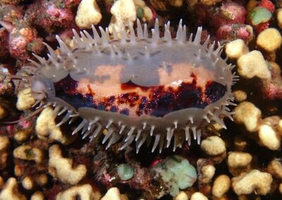 Plongée sous-marine à La Réunion avec Bleu Marine