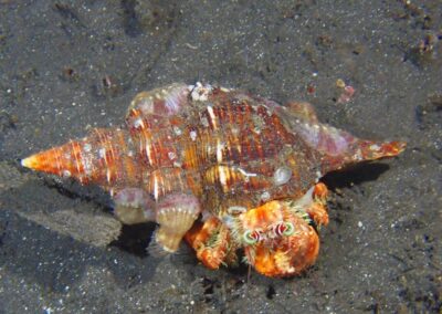 Plongée sous-marine à La Réunion avec Bleu Marine