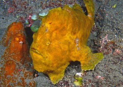Plongée sous-marine à La Réunion avec Bleu Marine