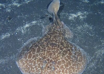 Plongée sous-marine à La Réunion avec Bleu Marine