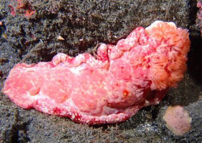 Plongée sous-marine à La Réunion avec Bleu Marine
