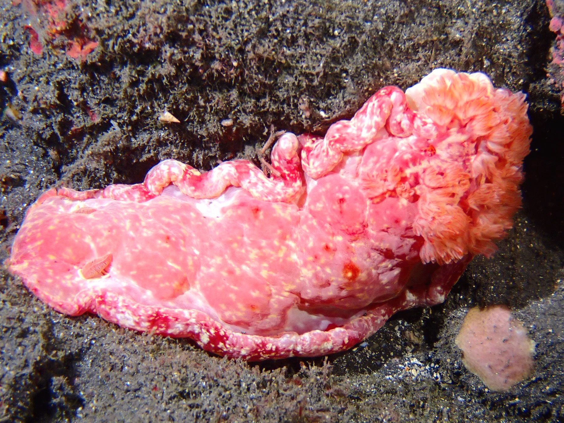 Nudibranche coloré à La Réunion