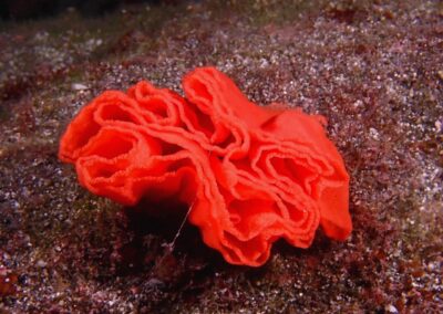 Plongée sous-marine à La Réunion avec Bleu Marine