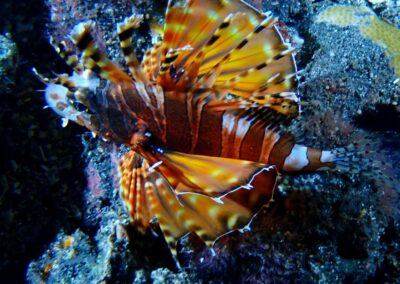 Plongée sous-marine à La Réunion avec Bleu Marine