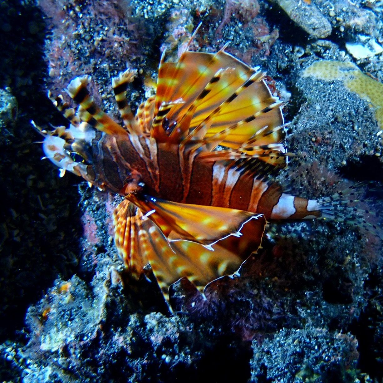 Poisson-lion (rascasse volante) à La Réunion