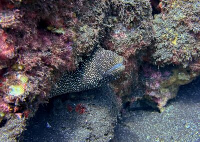 Plongée sous-marine à La Réunion avec Bleu Marine