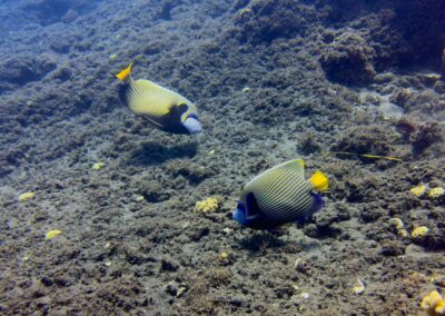 Plongée sous-marine à La Réunion avec Bleu Marine
