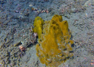 Plongée sous-marine à La Réunion avec Bleu Marine