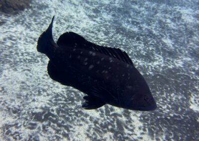 Plongée sous-marine à La Réunion avec Bleu Marine