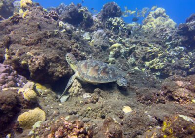 Plongée sous-marine à La Réunion avec Bleu Marine