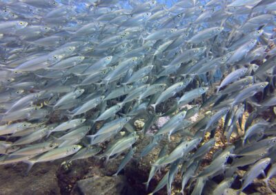 Plongée sous-marine à La Réunion avec Bleu Marine