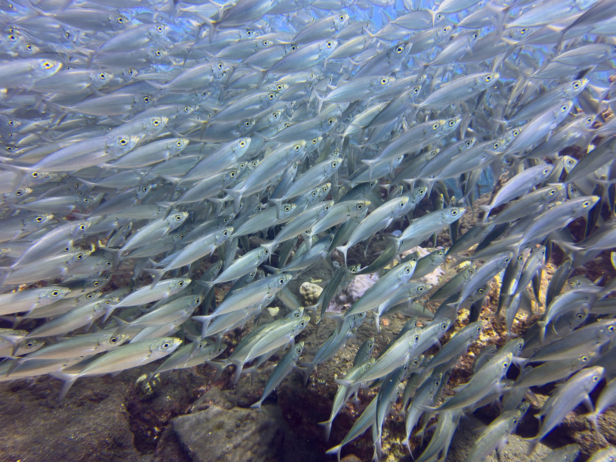 Banc de poissons en plongée à La Réunion