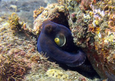 Plongée sous-marine à La Réunion avec Bleu Marine