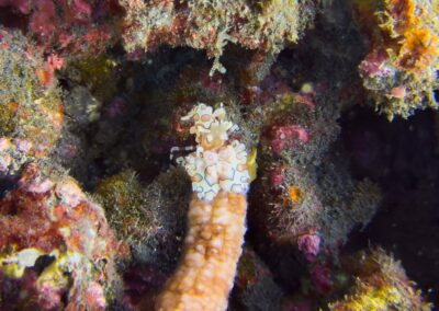 Plongée sous-marine à La Réunion avec Bleu Marine