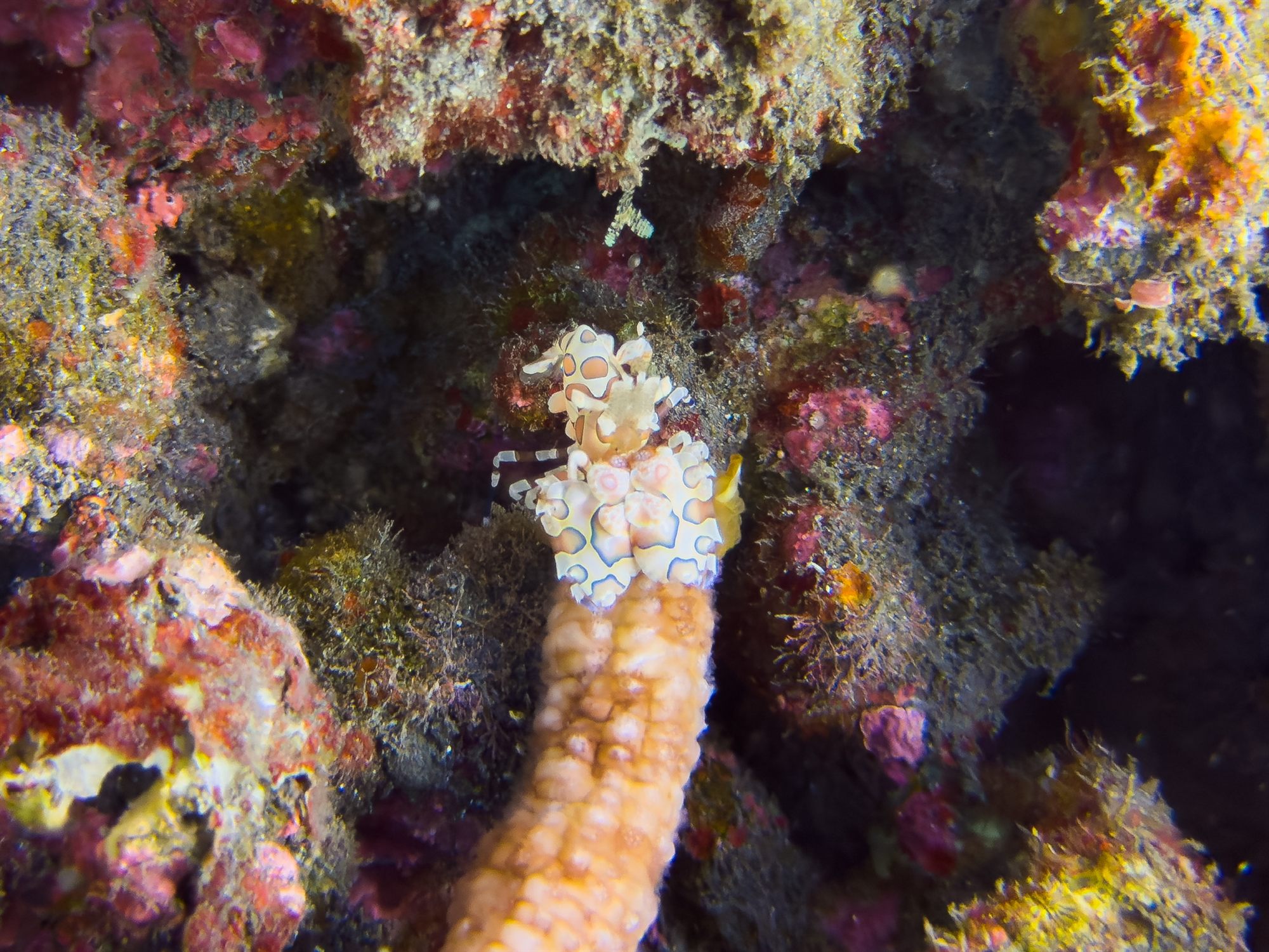 Crevette arlequin à La Réunion