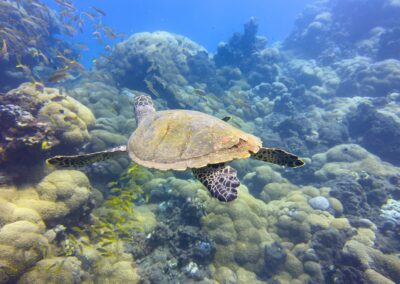 Plongée sous-marine à La Réunion avec Bleu Marine