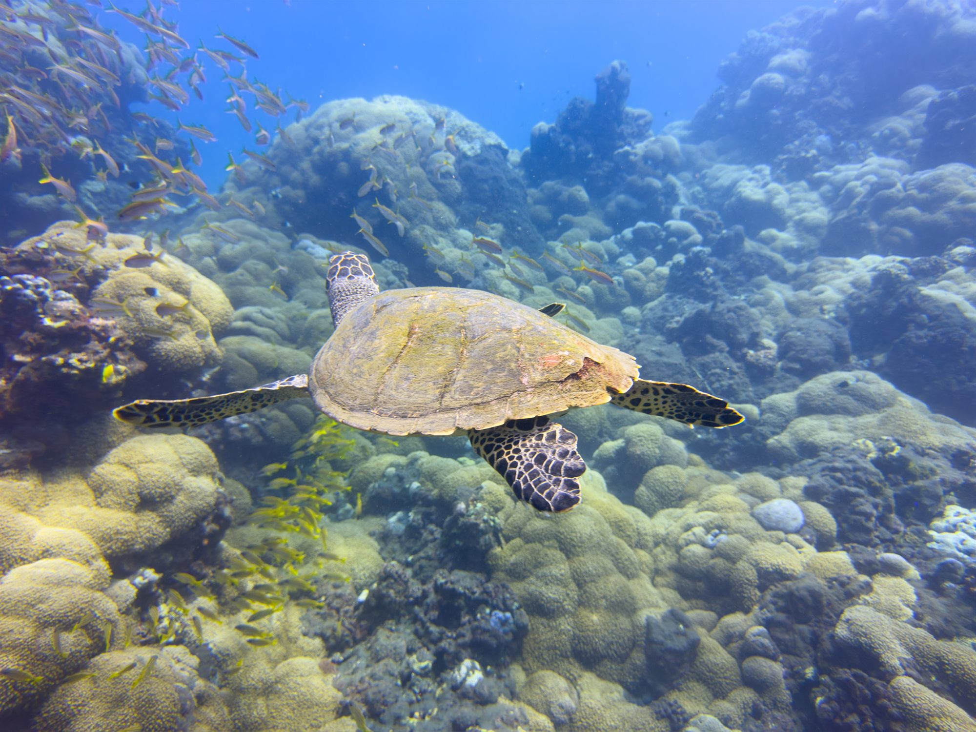 Tortue marine en plongée à La Réunion