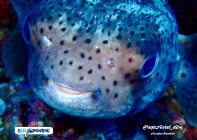 Plongée sous-marine à La Réunion avec Bleu Marine