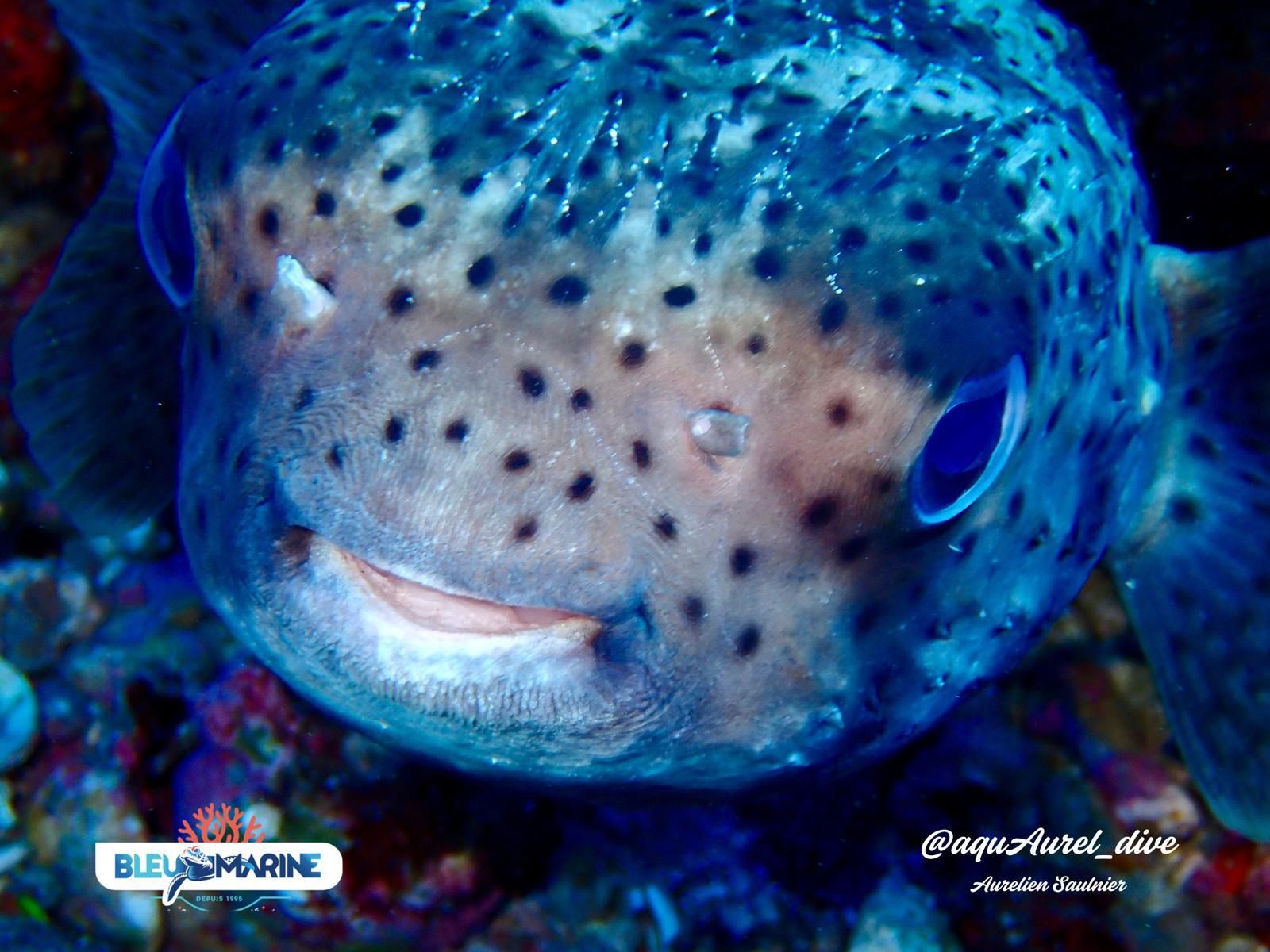 Poisson-globe (diodon) à La Réunion