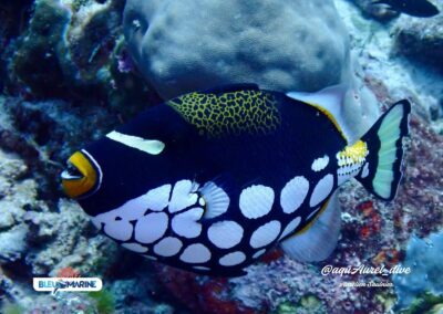Plongée sous-marine à La Réunion avec Bleu Marine