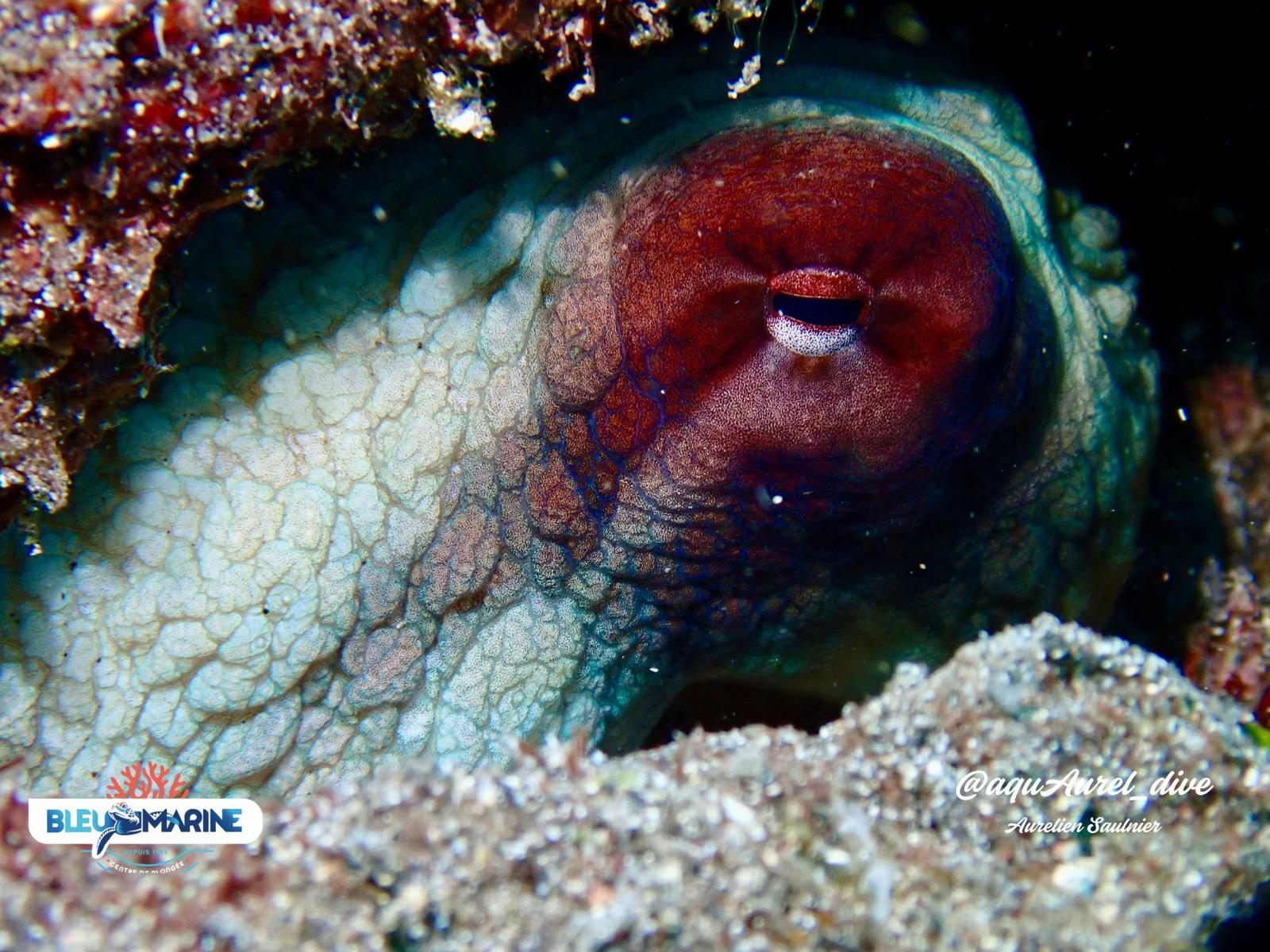 Poulpe en plongée à La Réunion
