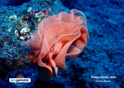 Plongée sous-marine à La Réunion avec Bleu Marine