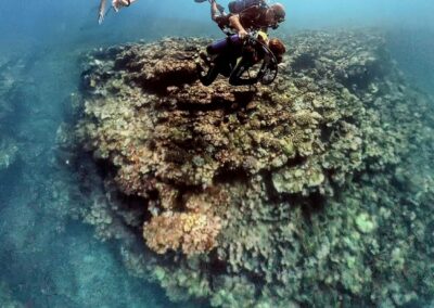 Plongée sous-marine à La Réunion avec Bleu Marine
